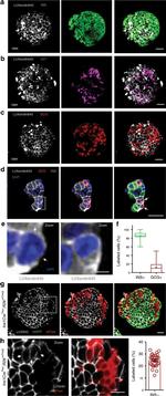 Somatostatin Antibody in Immunohistochemistry (IHC)