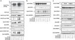 HGAL Antibody in Western Blot (WB)