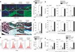 IL-23 p19 Antibody in Flow Cytometry (Flow)