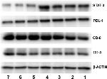 CD4 Antibody in Western Blot (WB)