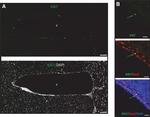 SOX2 Antibody in Immunocytochemistry (ICC/IF)