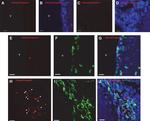 SOX2 Antibody in Immunocytochemistry (ICC/IF)