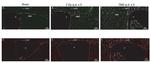 SOX2 Antibody in Immunocytochemistry (ICC/IF)