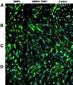 PLK1 Antibody in Immunocytochemistry (ICC/IF)