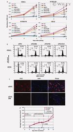 PLK1 Antibody in Immunocytochemistry (ICC/IF)