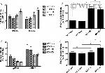 CD11b Antibody in Flow Cytometry (Flow)