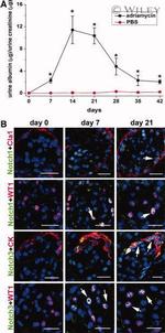 CD11b Antibody in Flow Cytometry (Flow)