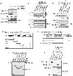 XRCC1 Antibody in Immunoprecipitation (IP)