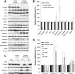 Claudin 7 Antibody in Western Blot (WB)