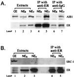 SRC1 Antibody in Western Blot, Immunoprecipitation (WB, IP)