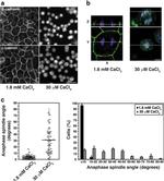 E-cadherin Antibody in Immunocytochemistry (ICC/IF)