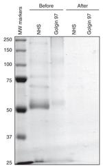 Golgin-97 Antibody in Western Blot (WB)