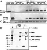 Adiponectin Antibody in Western Blot (WB)