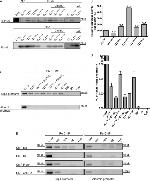 O-linked N-acetylglucosamine (O-GlcNAc) Antibody in Western Blot, ChIP Assay (WB, ChIP)