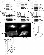 VPS34 Antibody in Western Blot (WB)