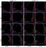 Connexin 26 Antibody in Immunohistochemistry (IHC)