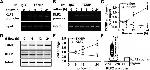 TXNIP Antibody in Western Blot, ChIP Assay (WB, ChIP)