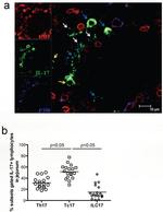 CD8 Antibody in Immunocytochemistry (ICC/IF)