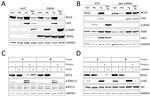 Cytokeratin 5 Antibody in Western Blot (WB)