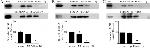 SAP97 Antibody in Western Blot (WB)