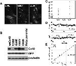 GFP Antibody in Western Blot (WB)