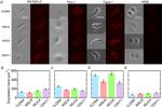 MUC4 Antibody in Immunocytochemistry (ICC/IF)