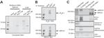 Cytochrome C Antibody in Western Blot (WB)