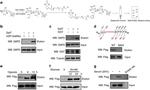 O-linked N-acetylglucosamine (O-GlcNAc) Antibody in Western Blot (WB)