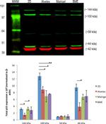 beta Actin Antibody in Western Blot (WB)