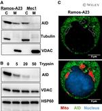 AID Antibody in Western Blot (WB)