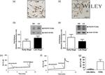 Actin Antibody in Western Blot (WB)