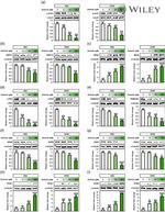 CHST7 Antibody in Western Blot (WB)