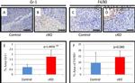 F4/80 Antibody in Immunohistochemistry (IHC)