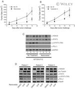 PD-L1 Antibody in Western Blot (WB)