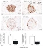 CNR2 Antibody in Immunohistochemistry (IHC)