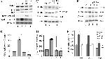 Phospho-Tau (Ser202, Thr205) Antibody in Western Blot (WB)