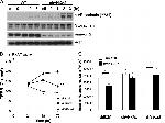 Phospho-VE-cadherin (Tyr731) Antibody in Western Blot (WB)