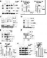 Phospho-ERK1/ERK2 (Thr185, Tyr187) Antibody in Western Blot (WB)