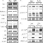 Phospho-IRS1 (Tyr612) Antibody in Western Blot (WB)