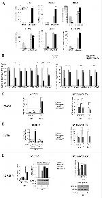 ICAM-1 Antibody in Western Blot (WB)