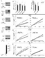 ICAM-1 Antibody in Western Blot (WB)