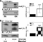 O-linked N-acetylglucosamine (O-GlcNAc) Antibody in Western Blot (WB)