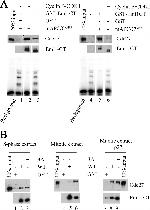 FBXO5 Antibody in Western Blot (WB)