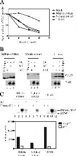 FBXO5 Antibody in Western Blot (WB)