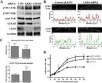 FAK Antibody in Western Blot (WB)