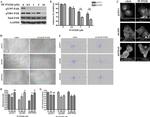 FAK Antibody in Western Blot (WB)