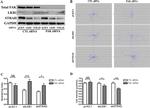 FAK Antibody in Western Blot (WB)