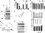 Amyloid Precursor Protein Antibody in Western Blot (WB)