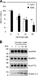 Amyloid Precursor Protein Antibody in Western Blot (WB)