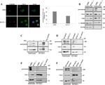 Chk1 Antibody in Immunoprecipitation (IP)